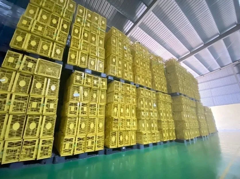 Báo giá kệ để pallet nhựa chi tiết tại Hà Nội, TPHCM